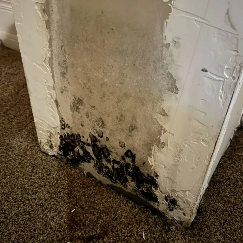 Professional Mold Removal in Saint Augustine, FL